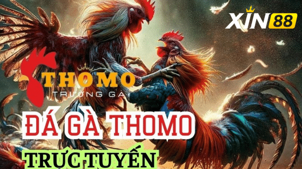 Đá Gà Thomo trực tuyến tại xin88 sắc nét tới từng chi tiết 